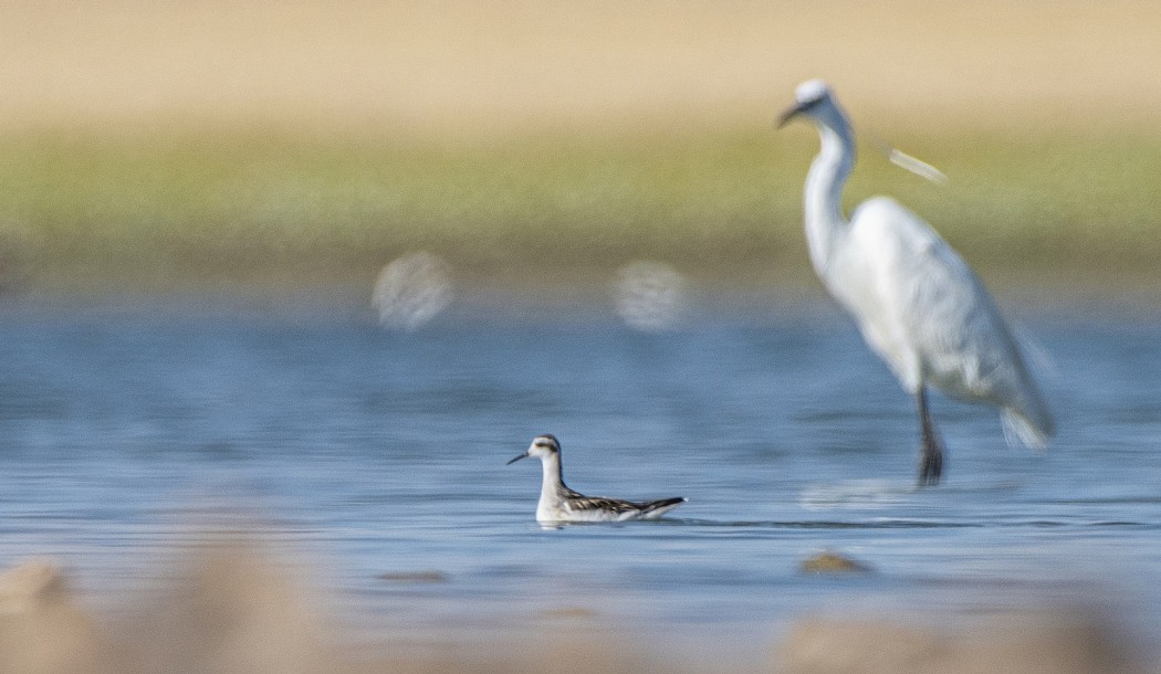 Red-necked Phalarope