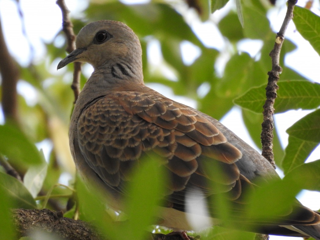 European Turtle Dove
