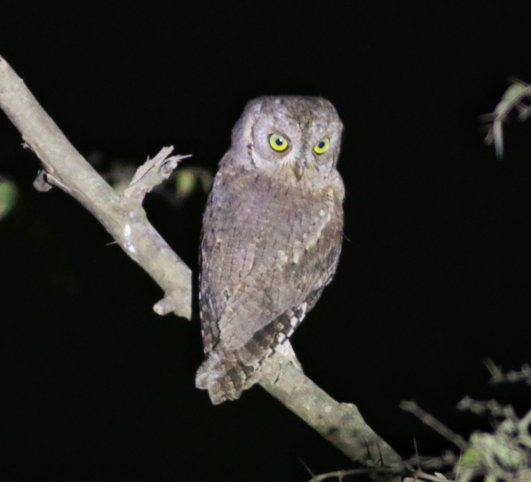 Eurasian Scops Owl