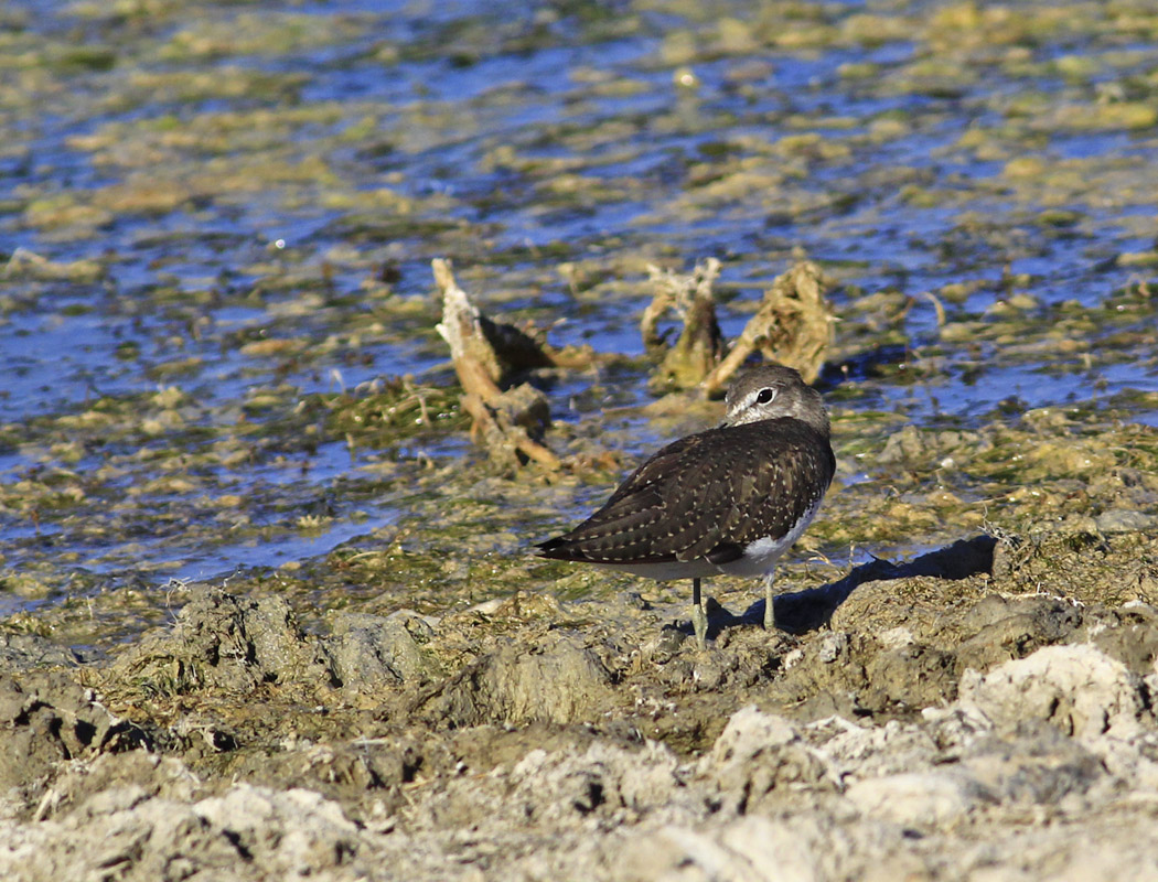 Green Sandpiper