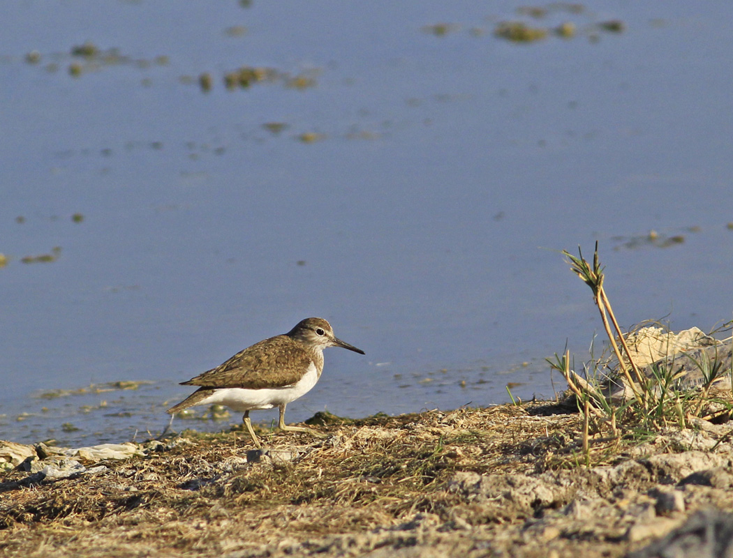 Common Sandpiper