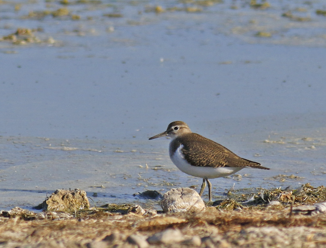 Common Sandpiper