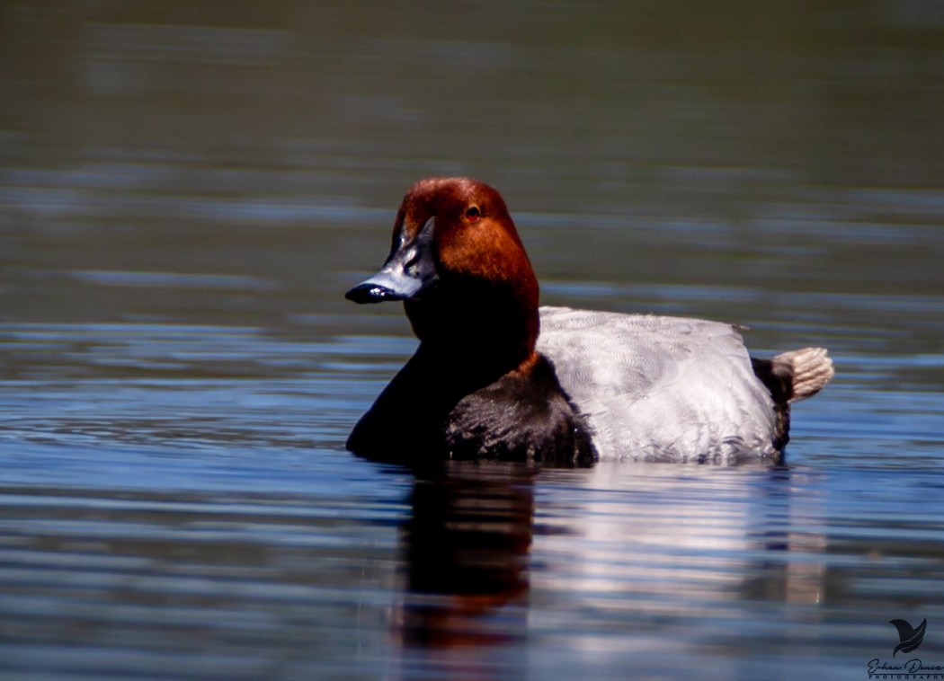 Common Pochard
