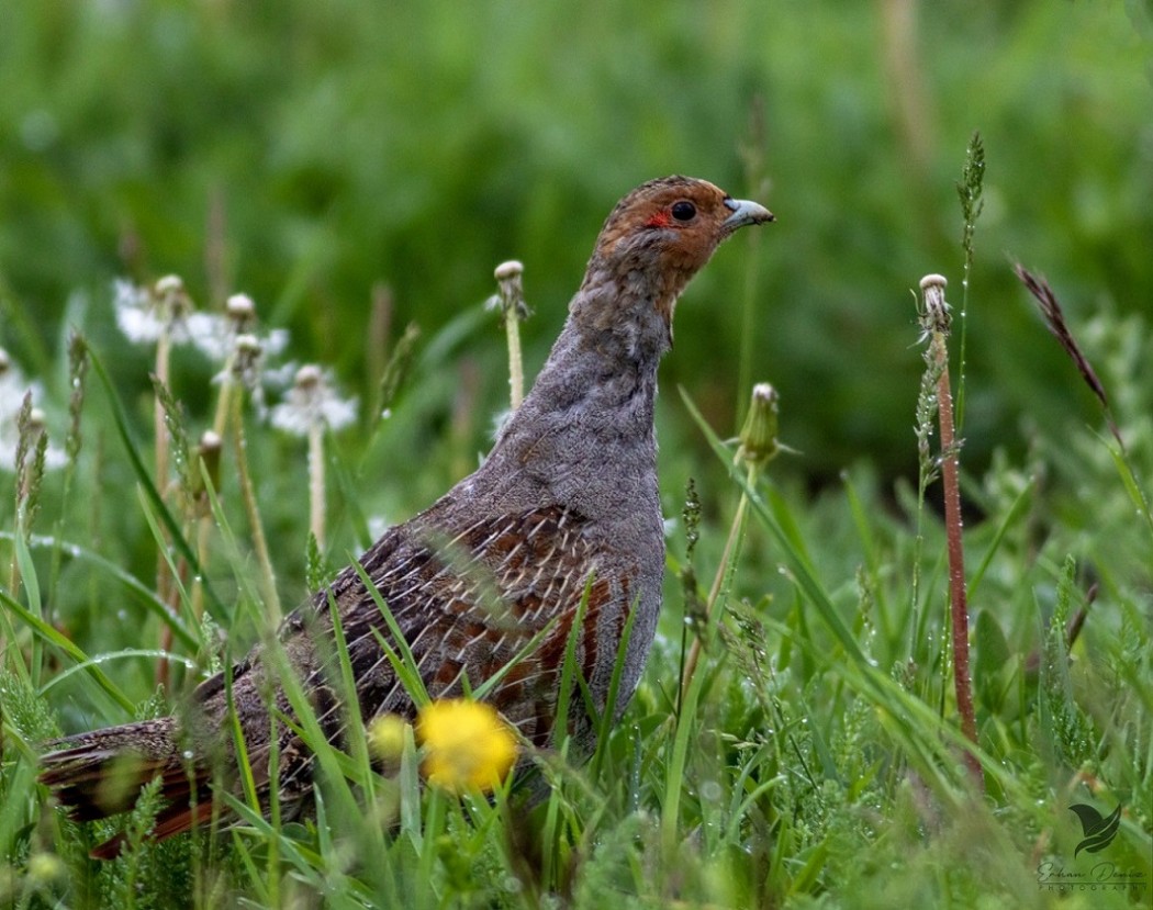 Grey Partridge