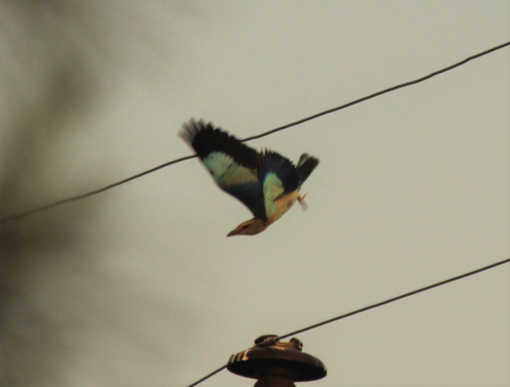 European Roller