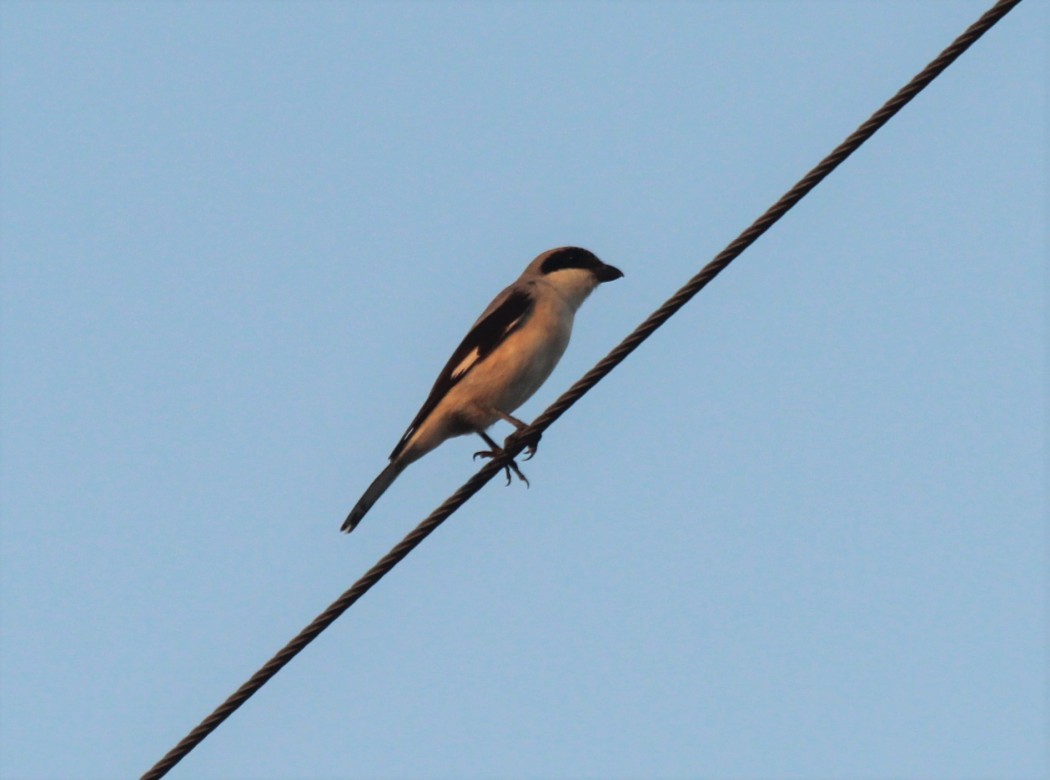 Lesser Grey Shrike