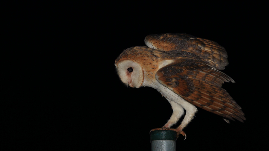 Western Barn Owl