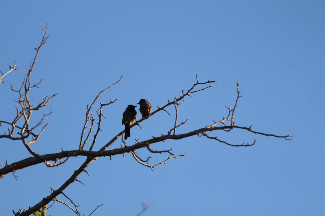 White-spectacled Bulbul