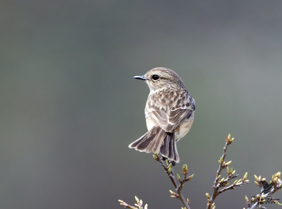 Siberian Stonechat