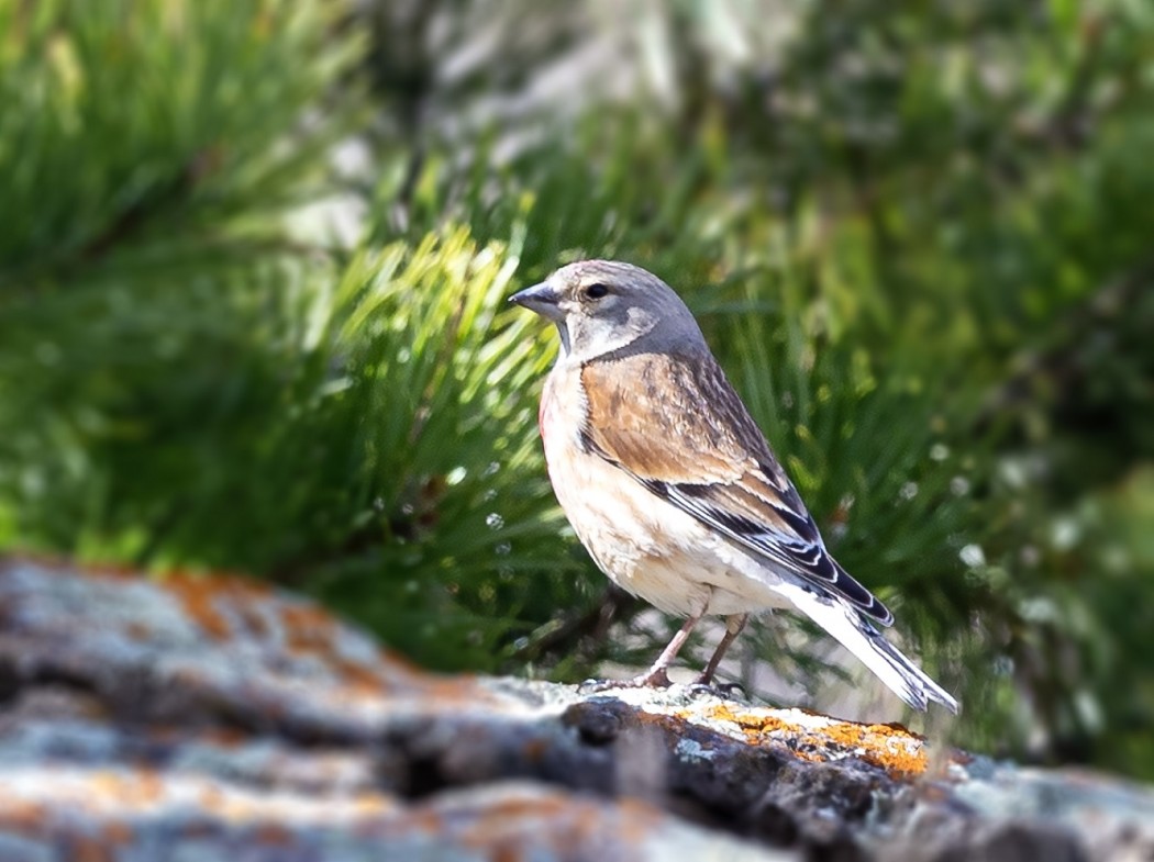 Common Linnet