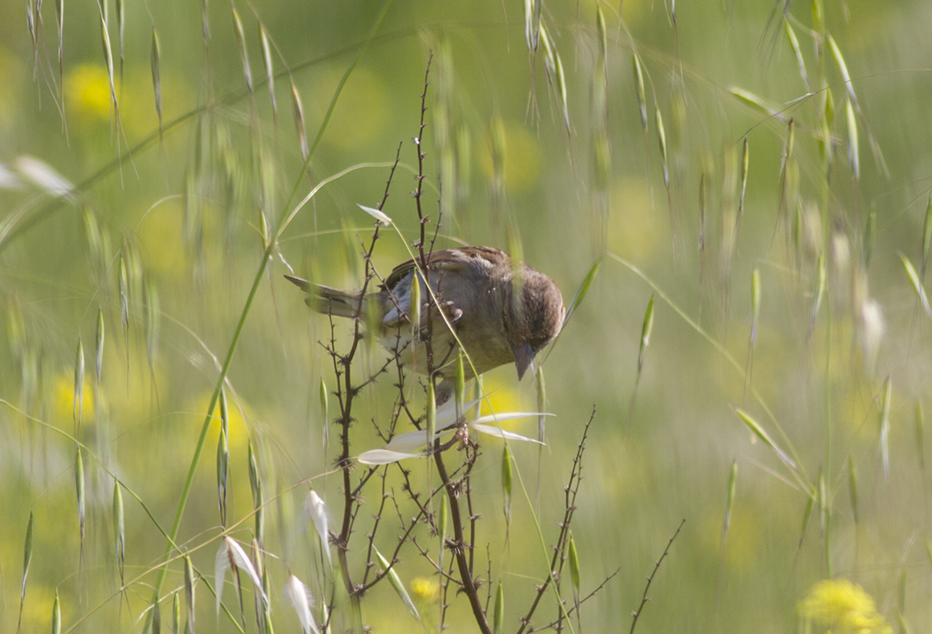House Sparrow