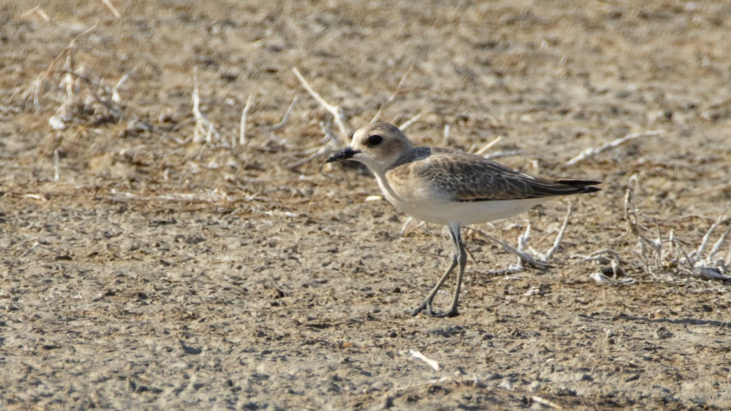 Greater Sand Plover