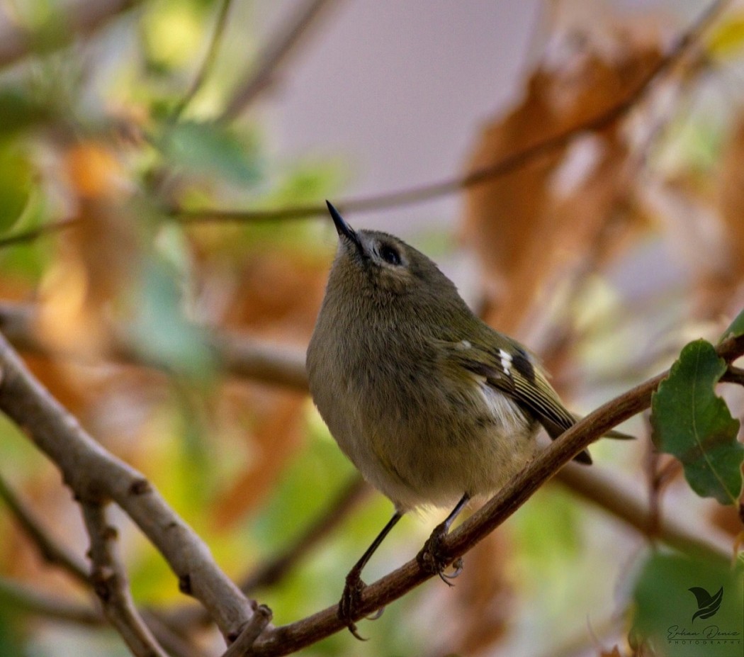 Goldcrest