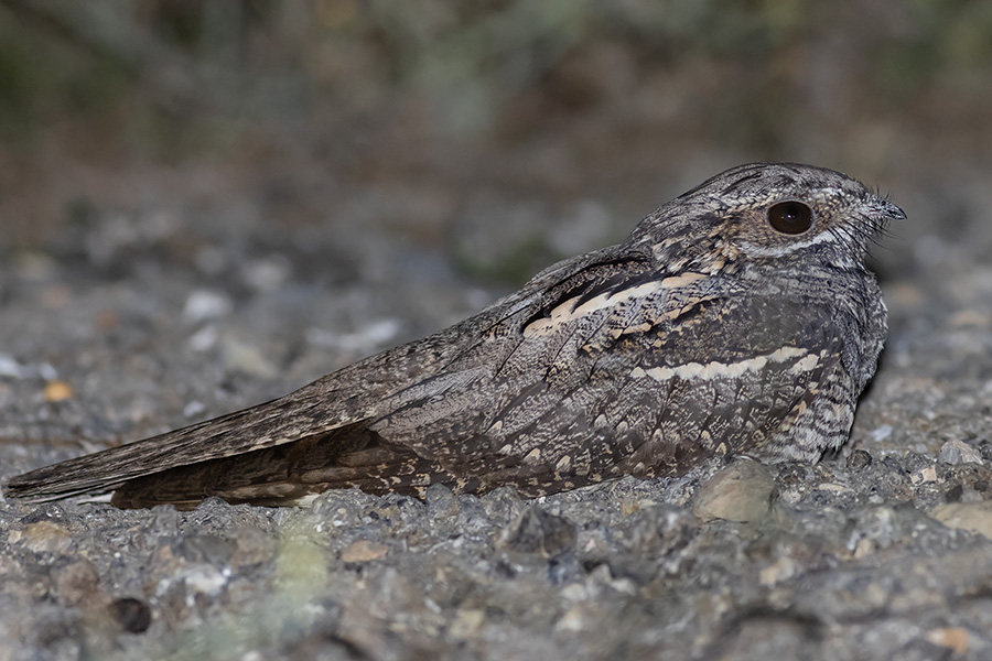 European Nightjar