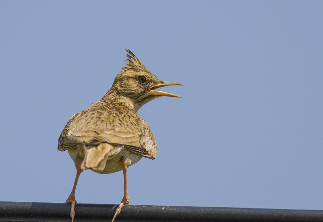Crested Lark