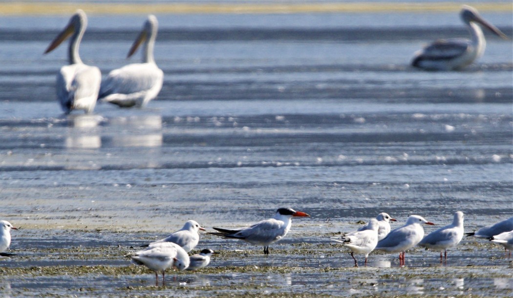 Caspian Tern