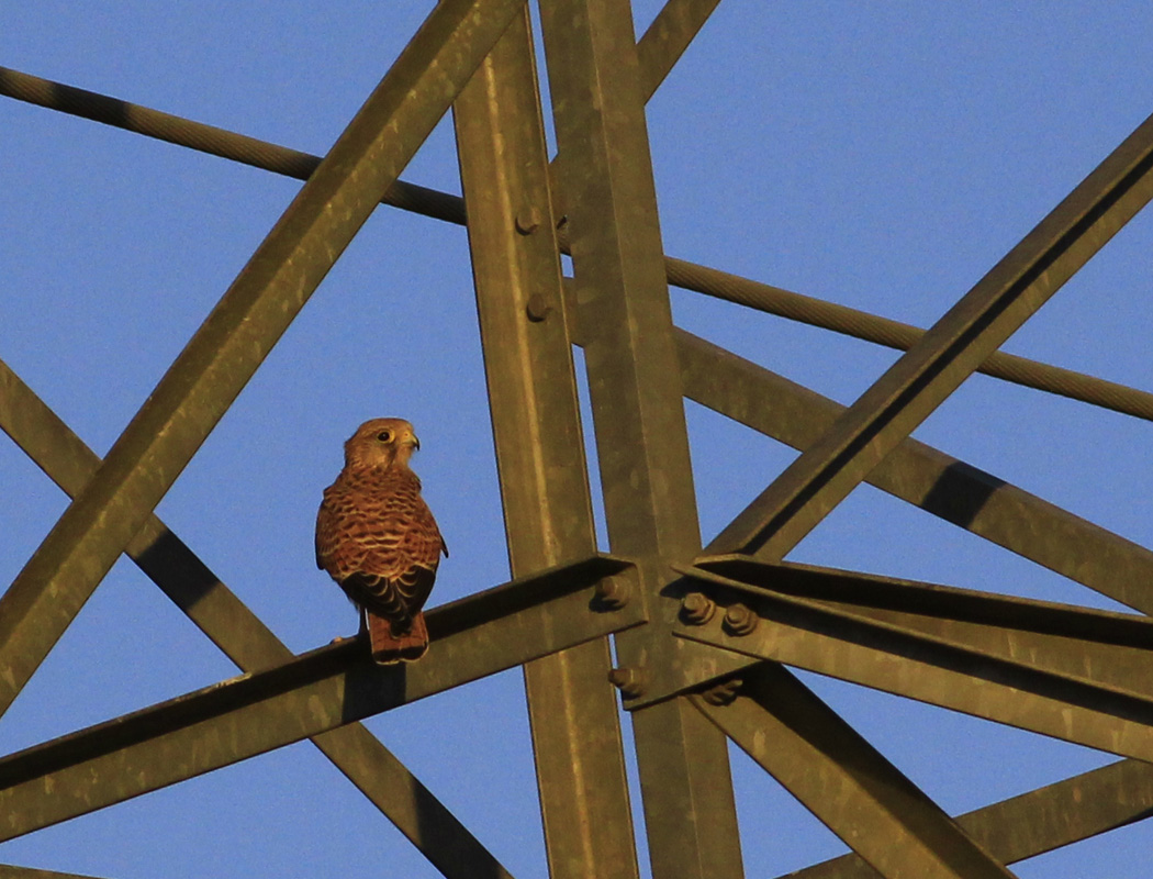 Common Kestrel