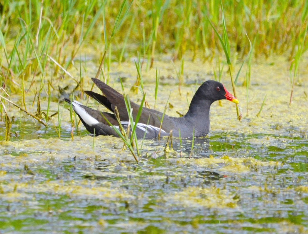 Common Moorhen