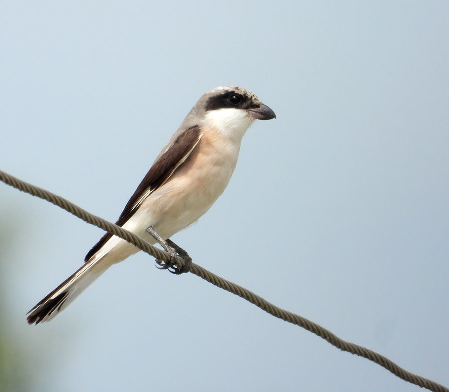 Lesser Grey Shrike