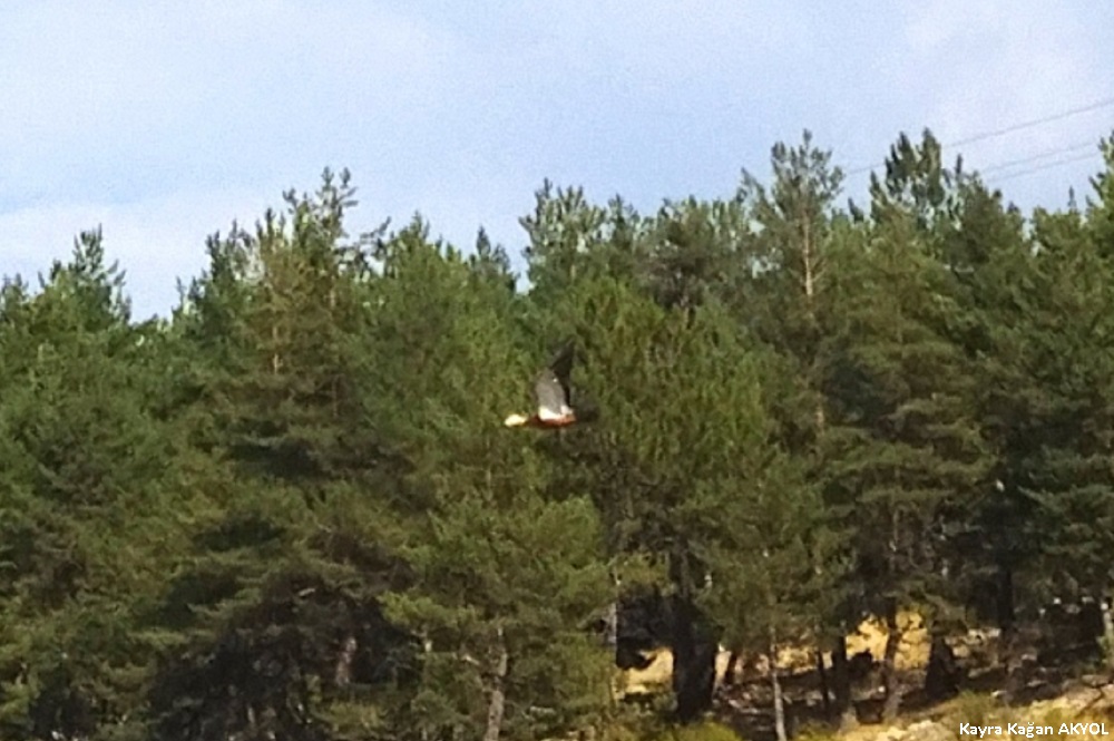 Ruddy Shelduck