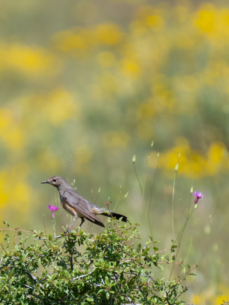 White-throated Robin