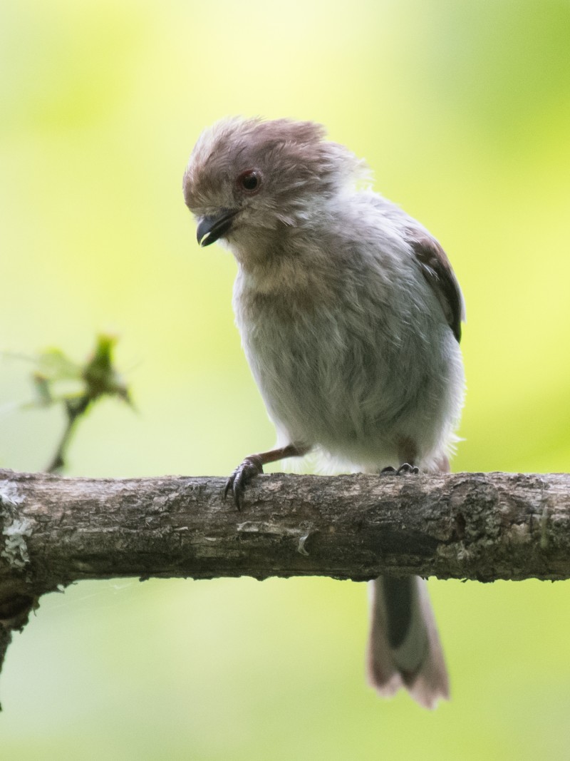 Long-tailed Tit