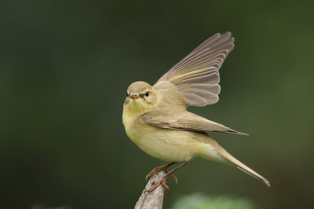 Willow Warbler