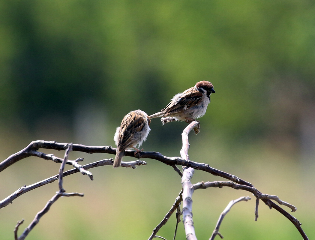 Eurasian Tree Sparrow