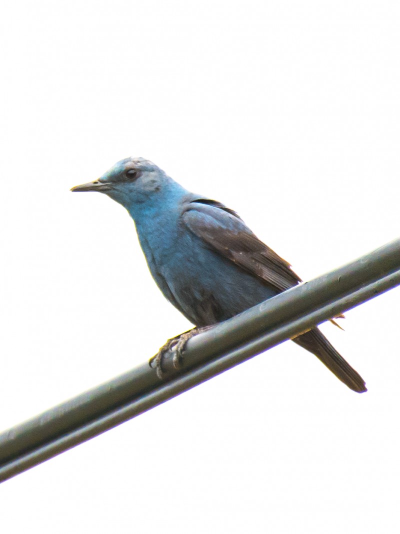 Blue Rock Thrush