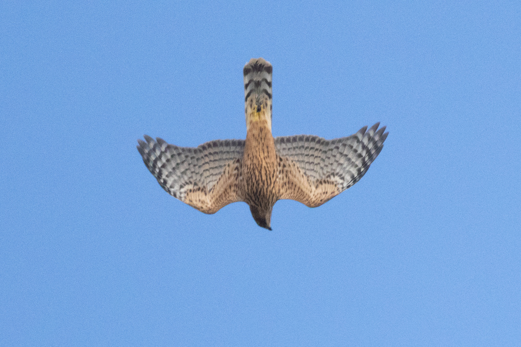 Eurasian Goshawk