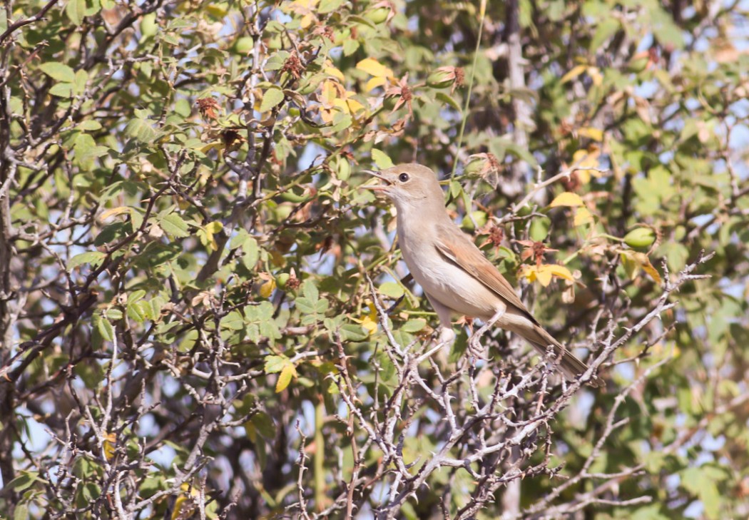 Common Whitethroat