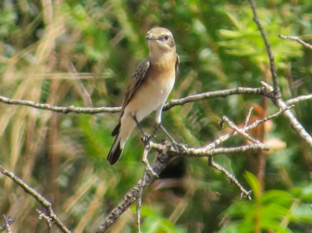 Northern Wheatear
