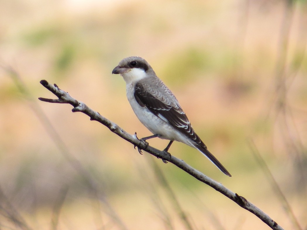 Lesser Grey Shrike