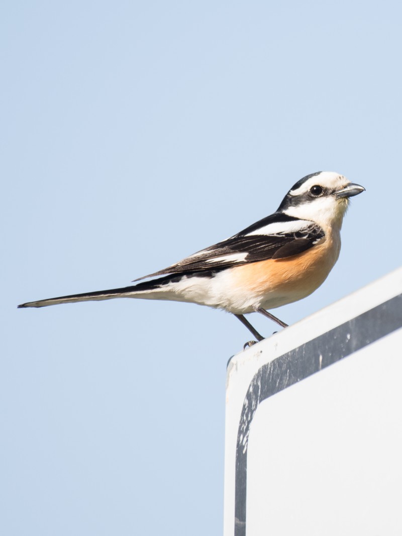 Masked Shrike
