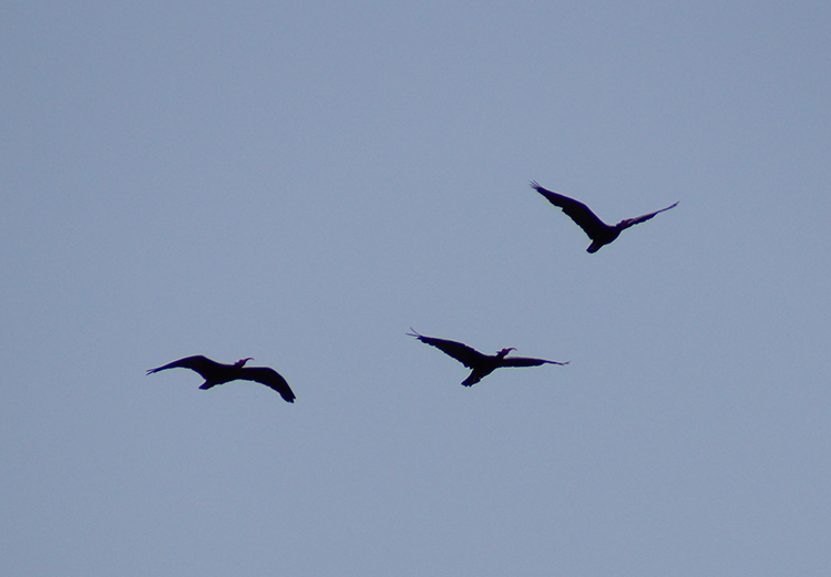 Northern Bald Ibis
