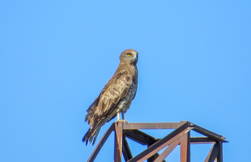 Short-toed Snake Eagle