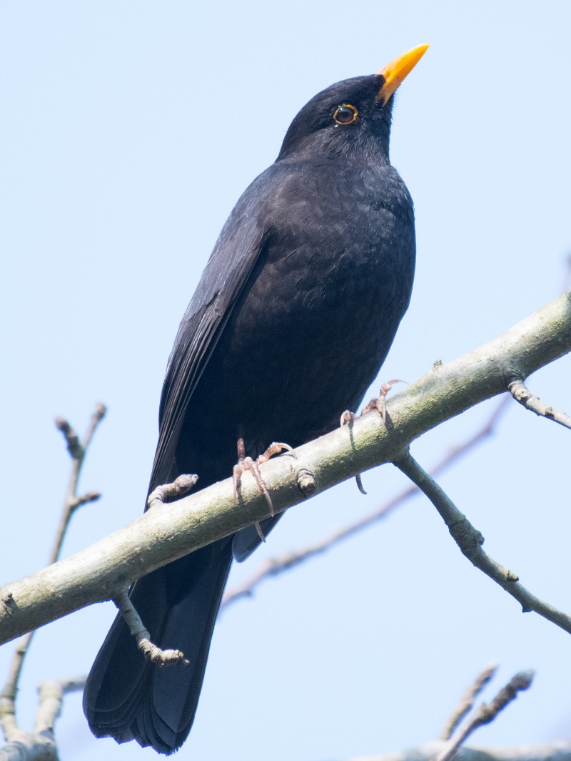 Common Blackbird