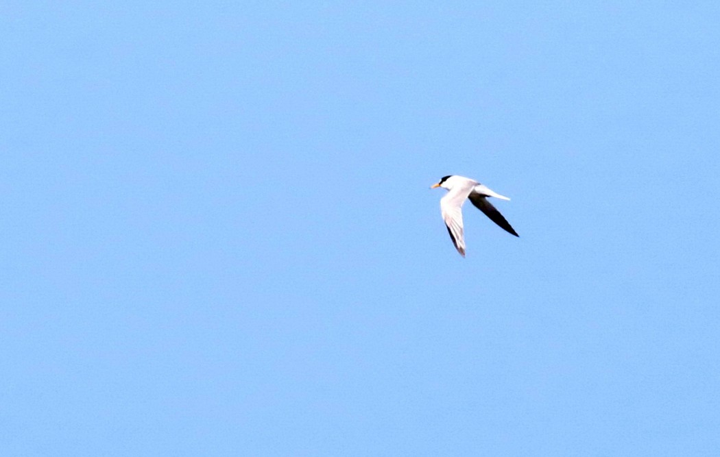 Little Tern