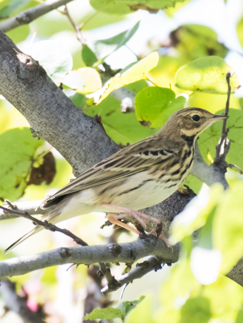 Tree Pipit