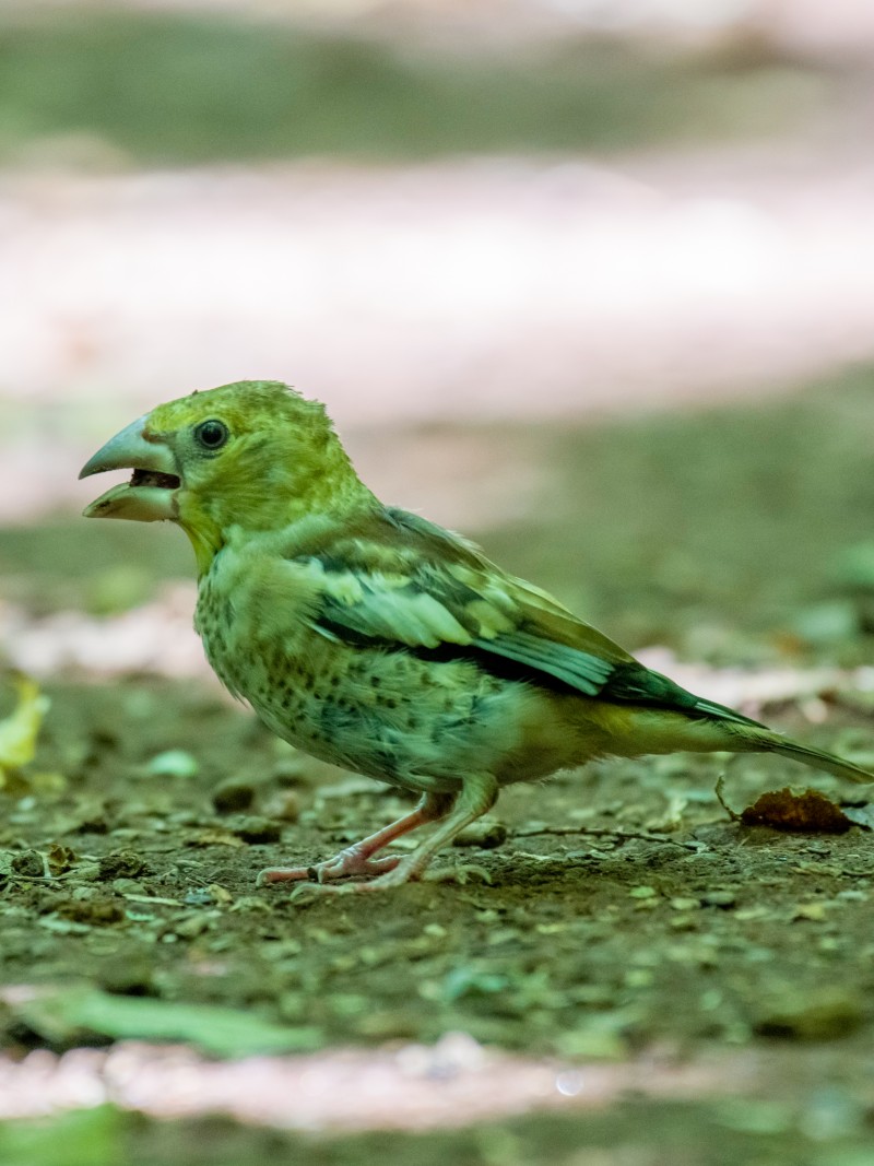 Hawfinch
