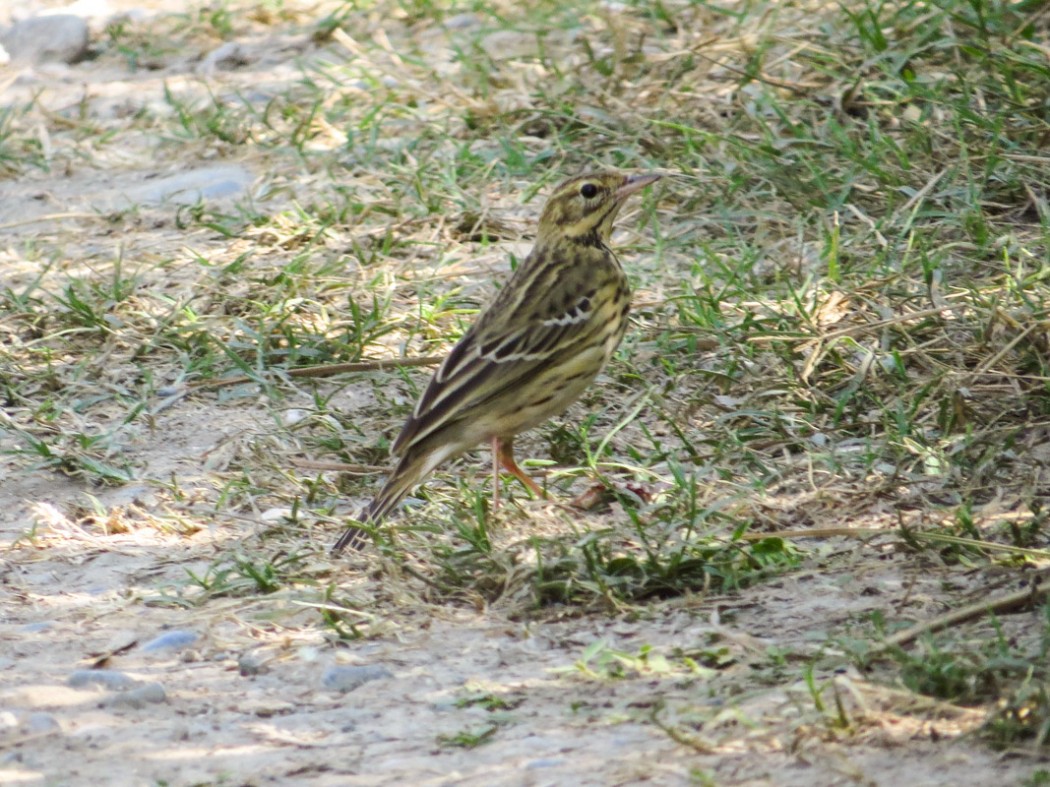 Tree Pipit