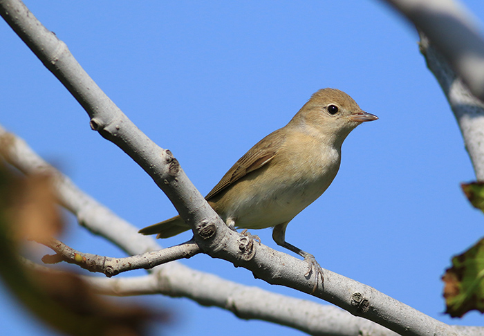 Garden Warbler