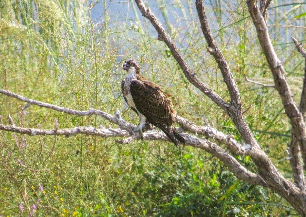Osprey