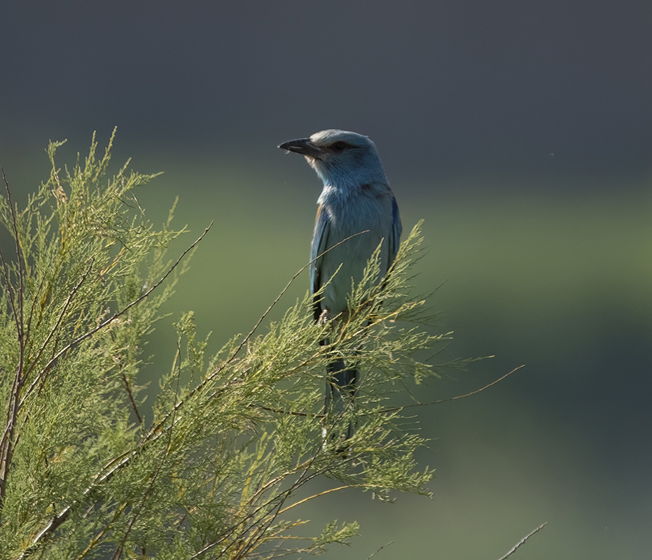 European Roller