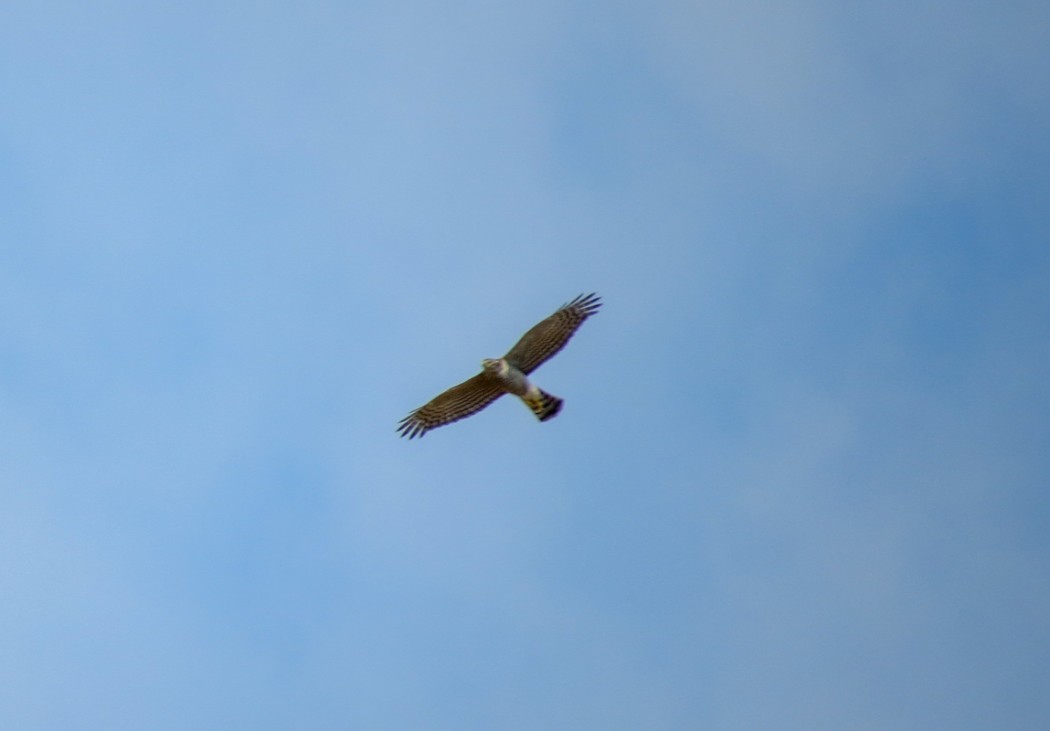 Eurasian Sparrowhawk