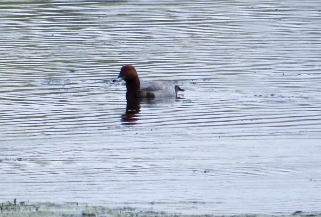 Common Pochard