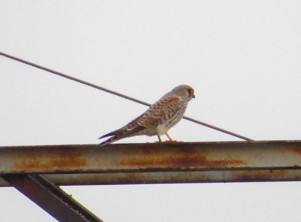Lesser Kestrel