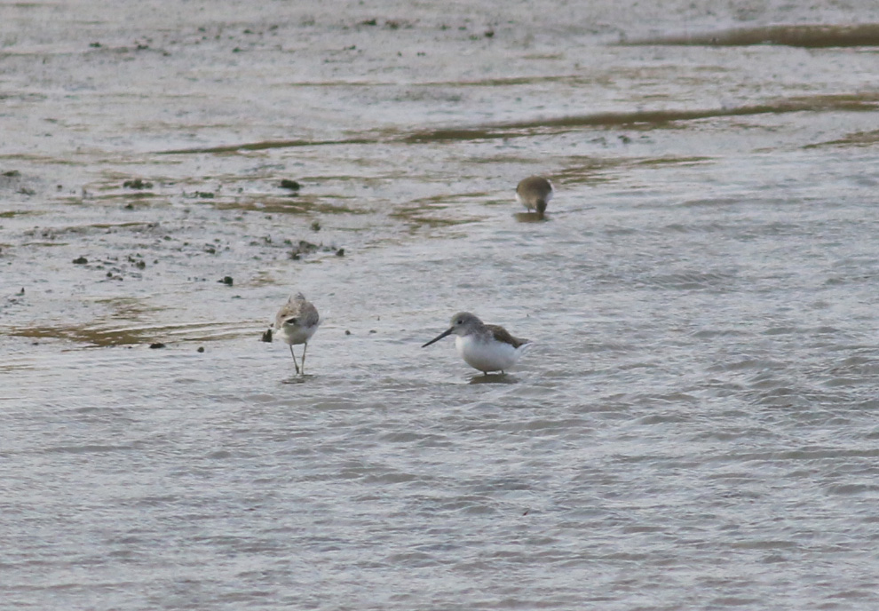 Common Greenshank