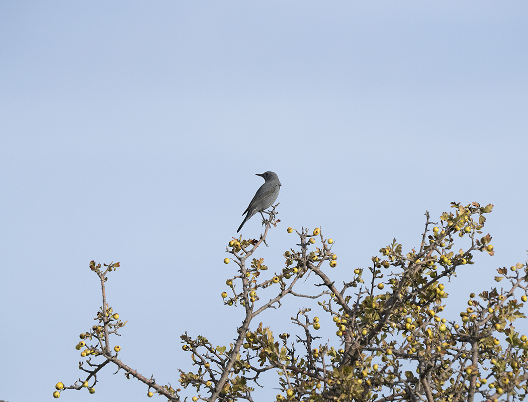 Blue Rock Thrush