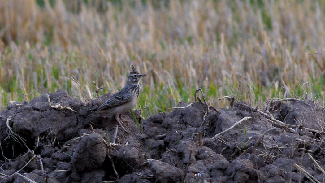 Crested Lark